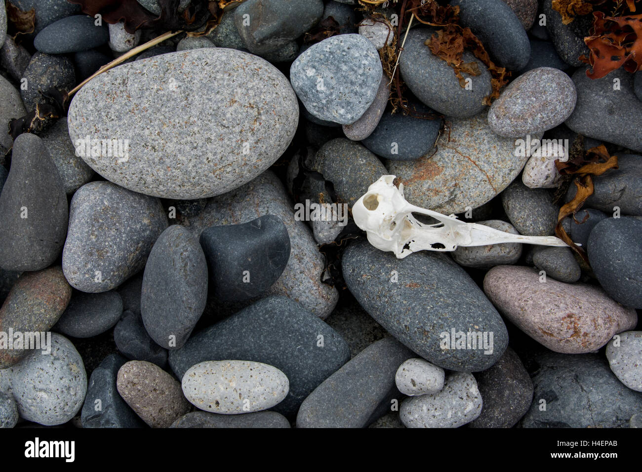 Alaska, il mare di Bering, Alaska maritime National Wildlife Refuge, st. matthew island (60-33-64n 172-54-83W) spiaggia rocciosa e dettaglio. Foto Stock