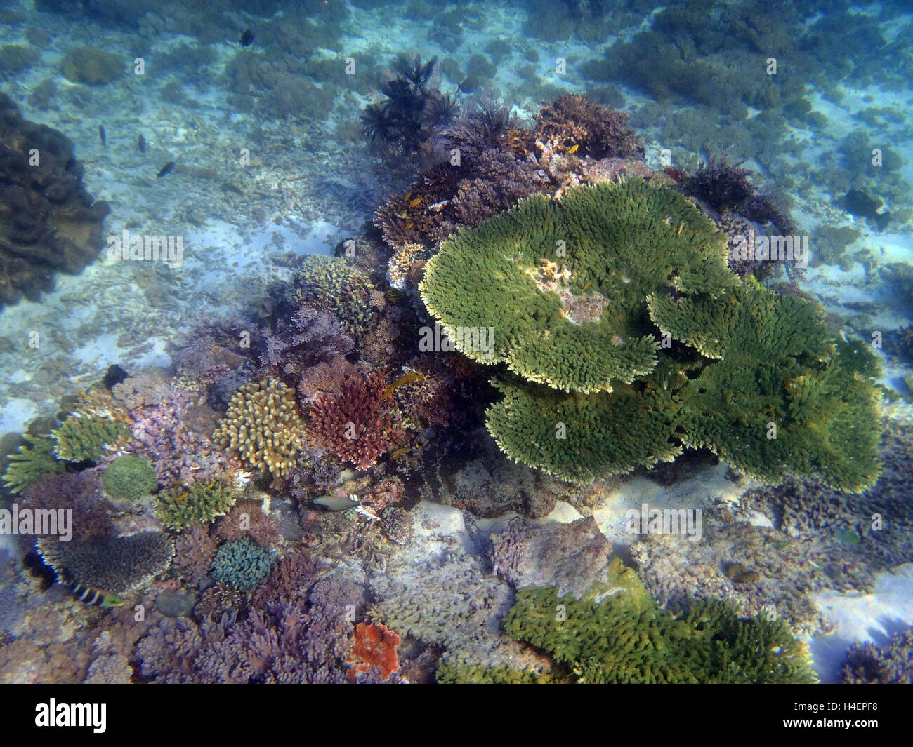 Meraviglioso e bellissimo mondo sottomarino con coralli e pesci tropicali Foto Stock
