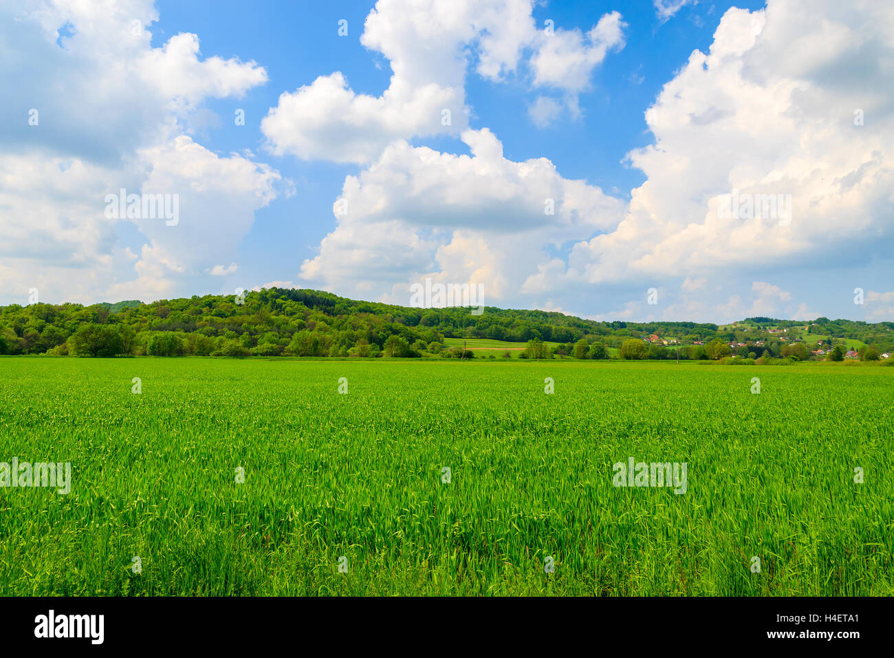 Verde campo di allevamento e cielo blu con nuvole bianche, Burgenland, Austria meridionale Foto Stock