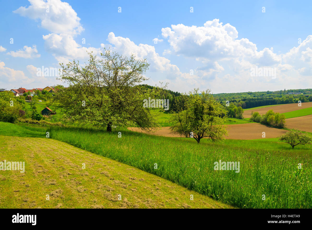 Campo di allevamento e cielo blu con nuvole bianche, Burgenland, Austria meridionale Foto Stock