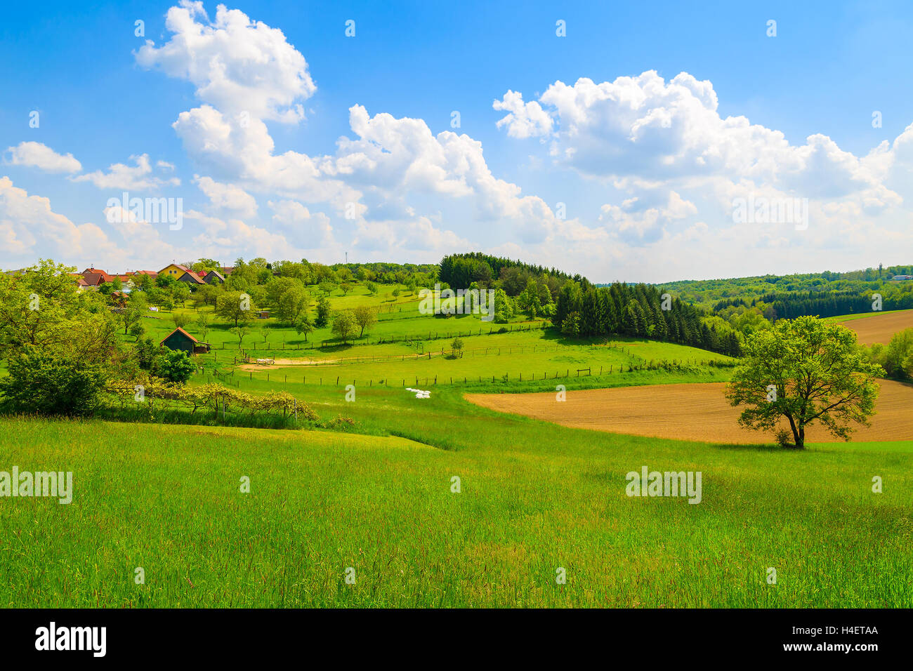 Campo verde nella campagna primavera paesaggio, Burgenland, Austria Foto Stock