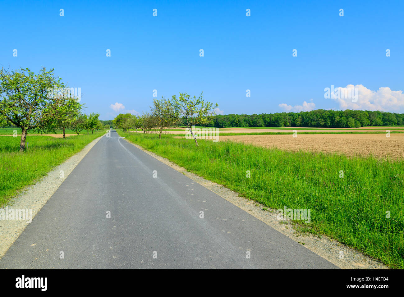 Strada in campi di allevamento con cielo blu, Burgenland, Austria meridionale Foto Stock