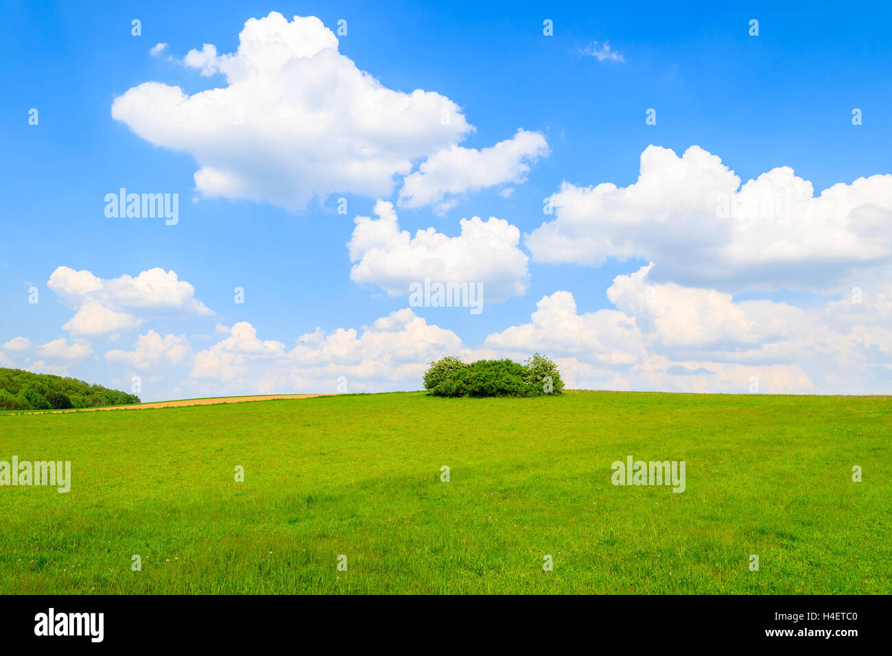 Campo verde con il blu del cielo in primavera, Burgenland, Austria meridionale Foto Stock