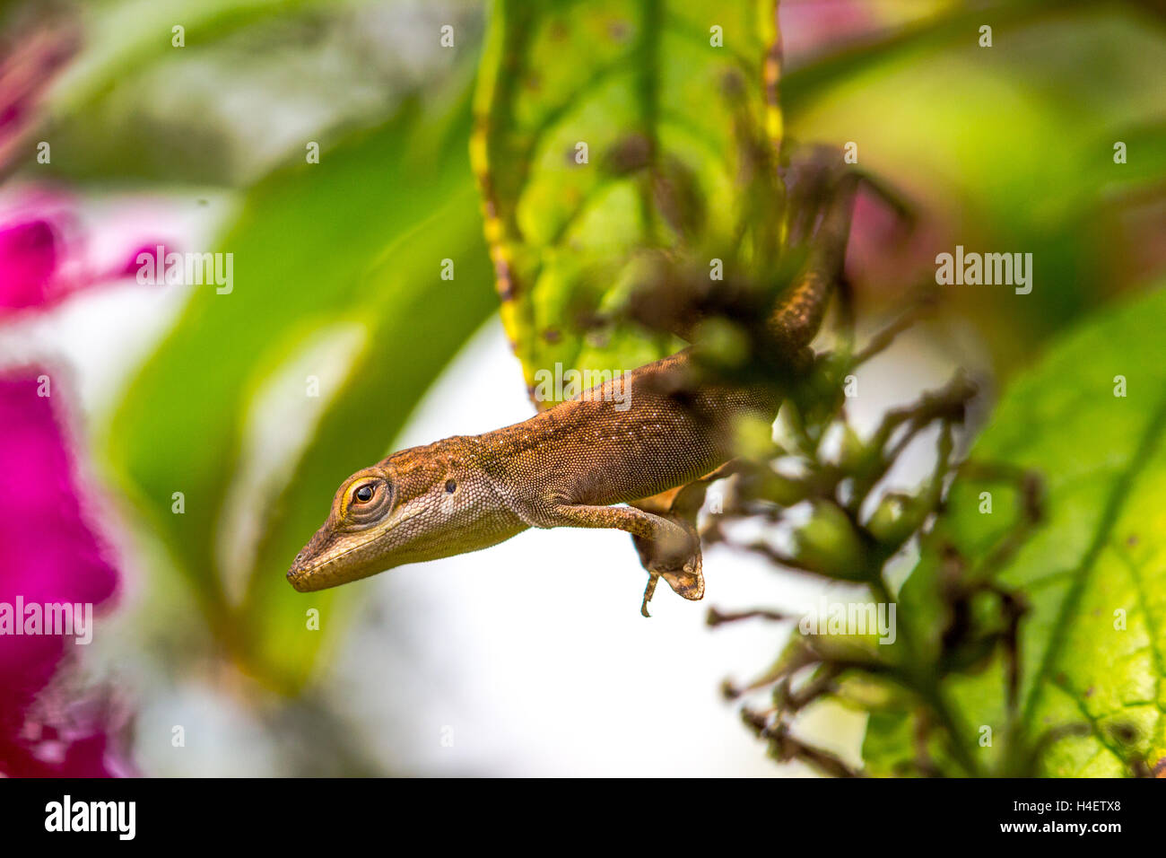 Verde Camaleonte Lizard con bocca aperta Foto Stock