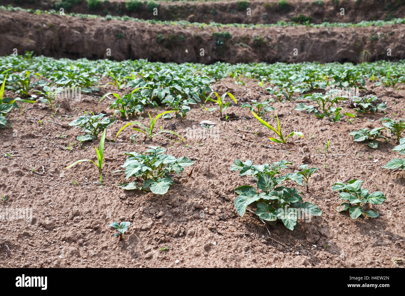 I giovani di patata e di piante di mais in un campo a schiera nei pressi del villaggio di Nele, Solukhumbu, Nepal Foto Stock