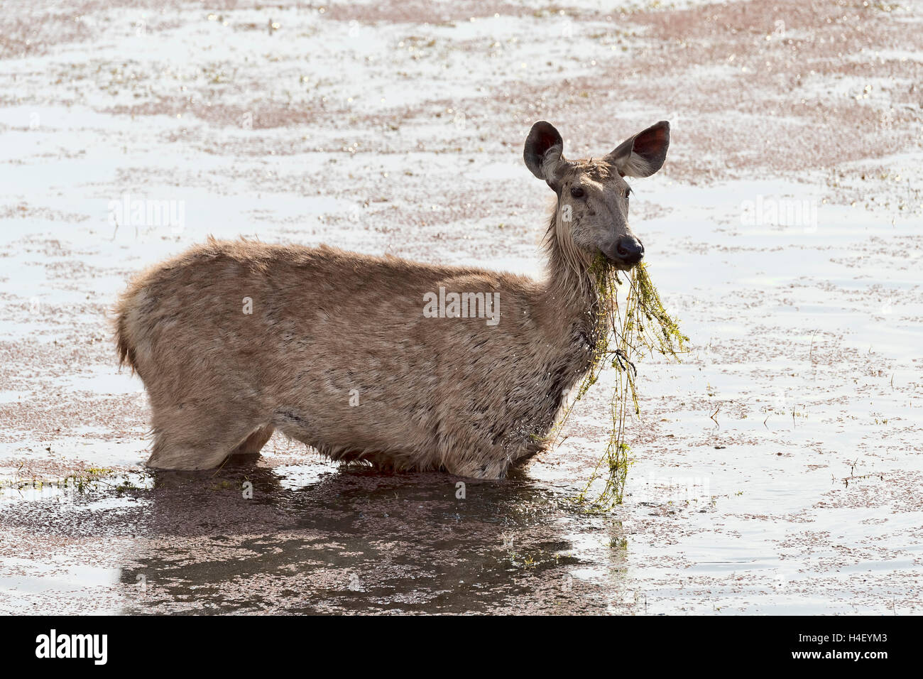Sambar (Cervus unicolor), mangiare e guadare in acqua, il Parco nazionale di Ranthambore, Rajasthan, India Foto Stock