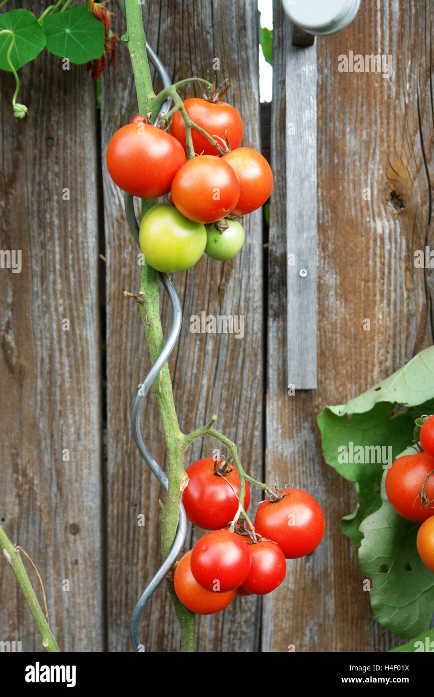 Pianta di pomodoro (Solanum Lycopersicum) accanto ad un granaio Foto Stock