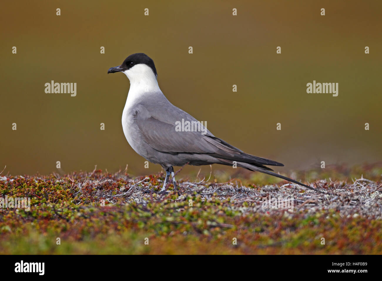 Long-tailed skua (Stercorarius longicaudus), luce morphe, Penisola Varanger, Norvegia Foto Stock