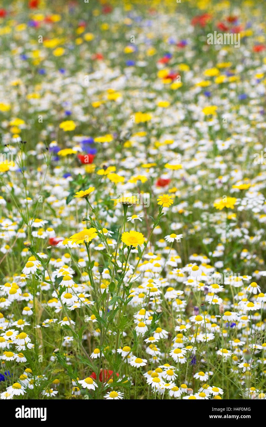 Prato di fiori selvaggi in estate. Foto Stock