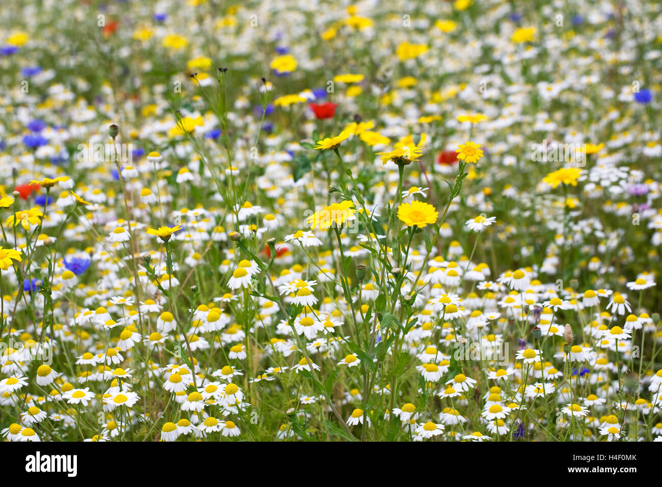 Prato di fiori selvaggi in estate. Foto Stock