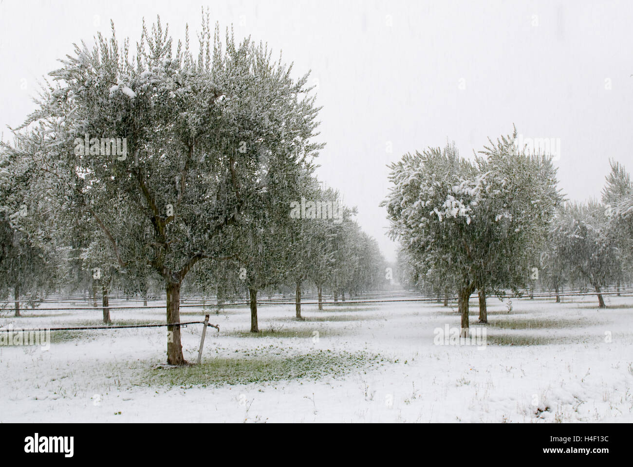 Oliveto nella tempesta di neve in inverno Foto Stock