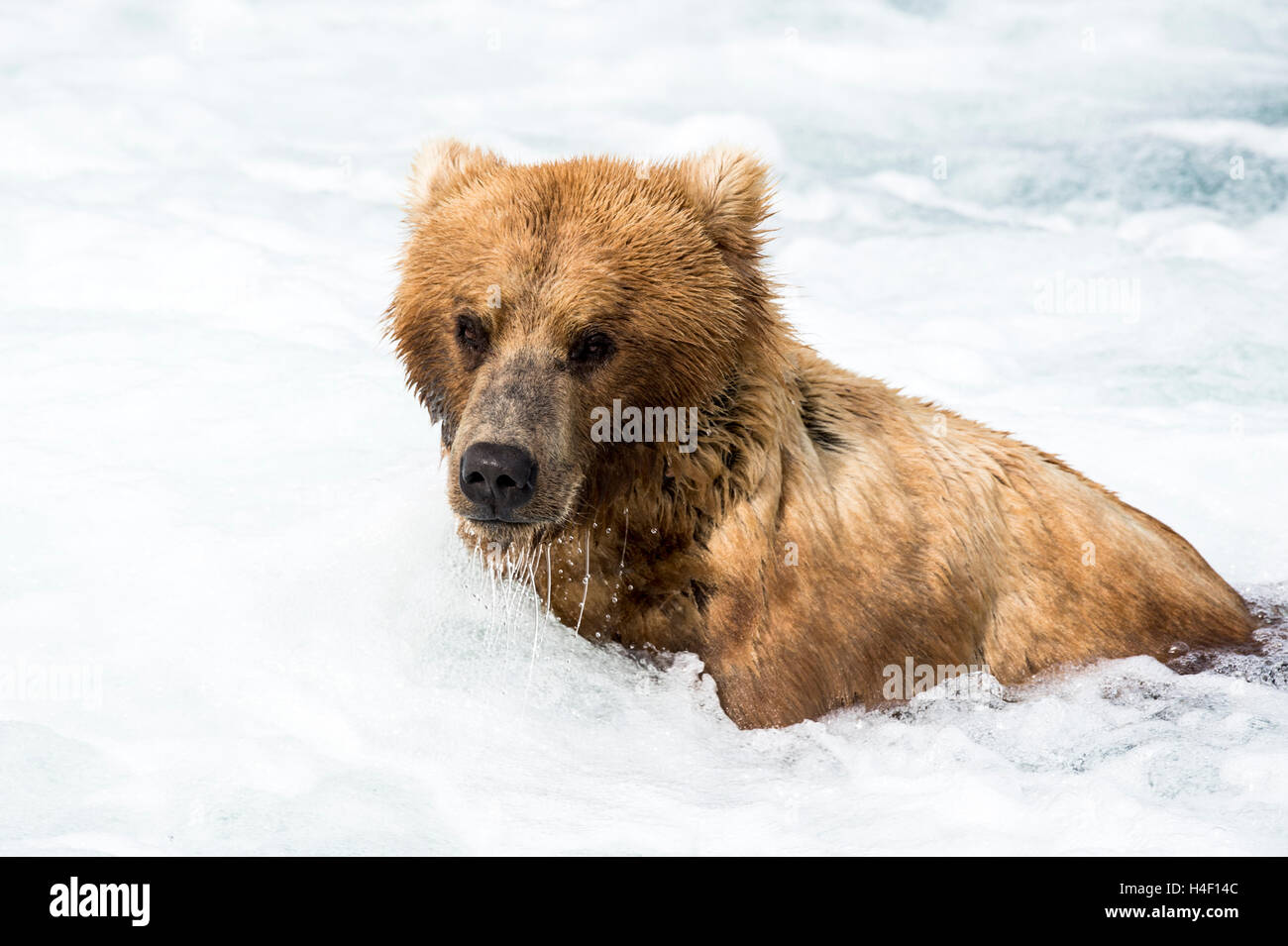 Orso bruno ritratto, Brooks river, Katmai National Park, Alaska Foto Stock