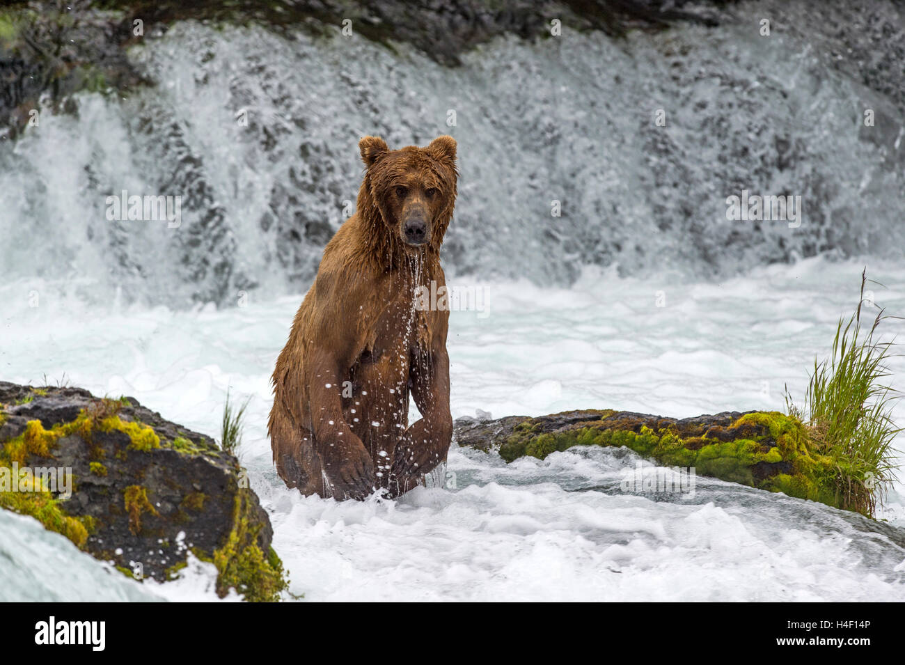 Orso bruno in piedi nel fiume fiume Brooks, Katmai National Park, Alaska Foto Stock