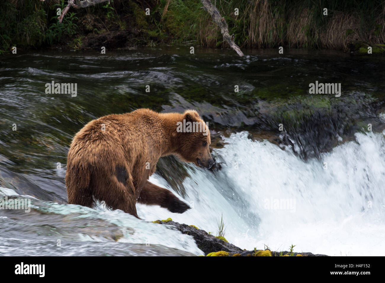 Orso bruno a caccia di salmone nel fiume fiume Brooks, Katmai National Park, Alaska Foto Stock