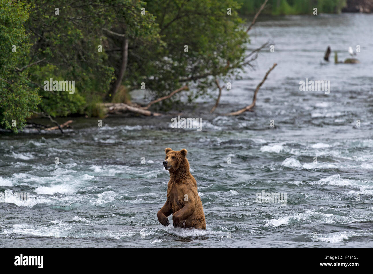 Orso bruno in piedi nel fiume fiume Brooks, Katmai National Park, Alaska Foto Stock
