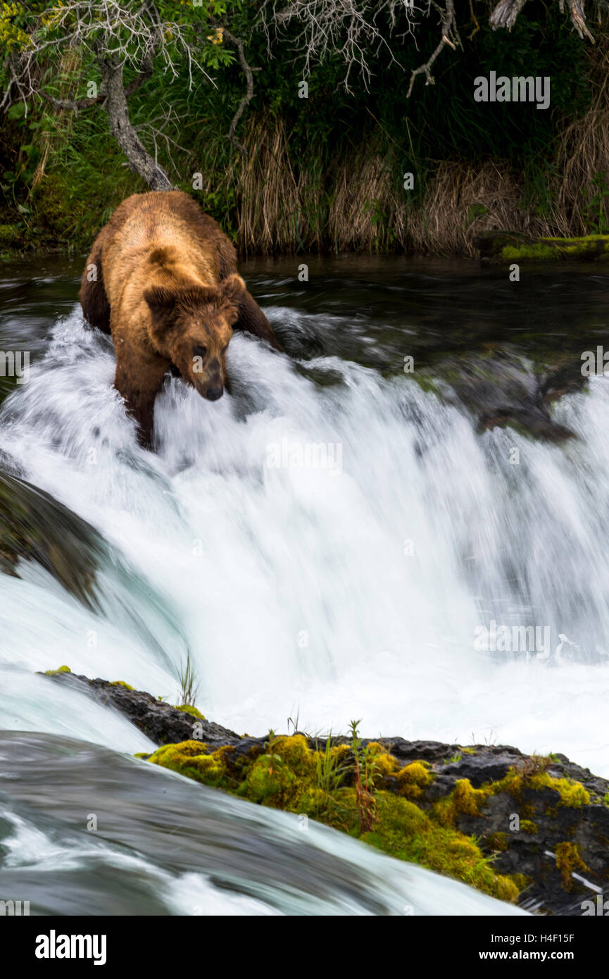 Orso bruno a caccia di salmone nel fiume fiume Brooks, Katmai National Park, Alaska Foto Stock