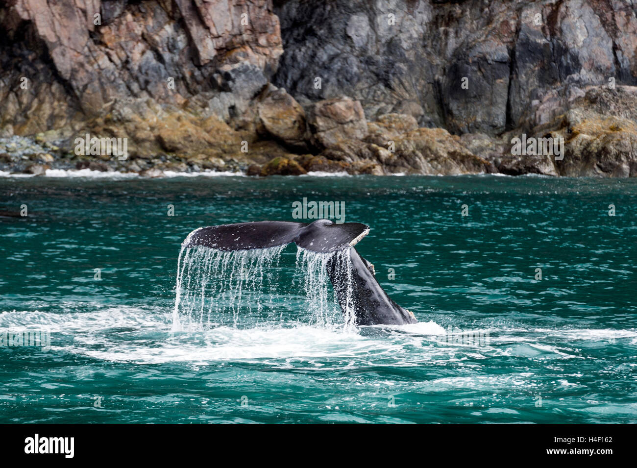 Humpback Whale fluke, Kenai Fjords, Seward, Alaska Foto Stock