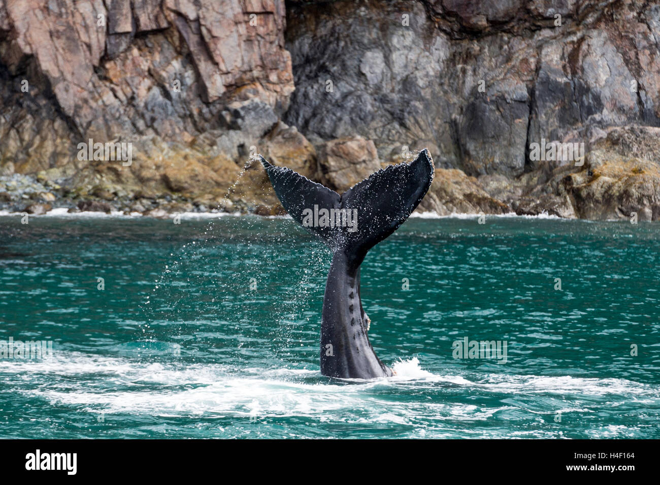 Humpback Whale fluke, Kenai Fjords, Seward, Alaska Foto Stock