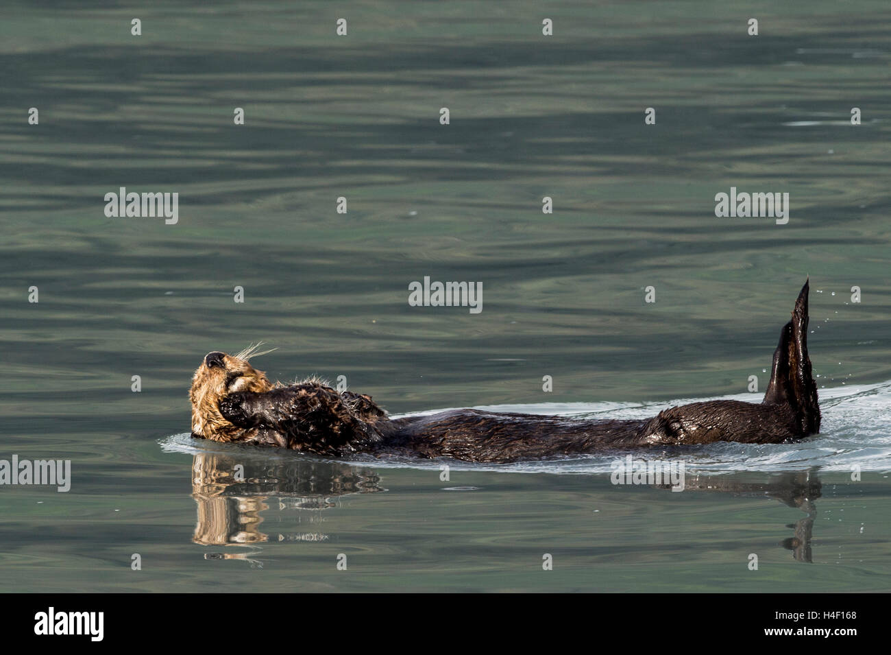 Sea Otter adulto in acqua di Kenai Fjords, Alaska Foto Stock