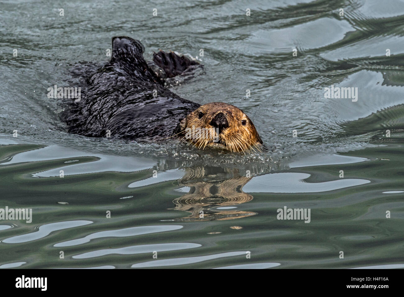 Sea Otter adulto in acqua di Kenai Fjords, Alaska Foto Stock