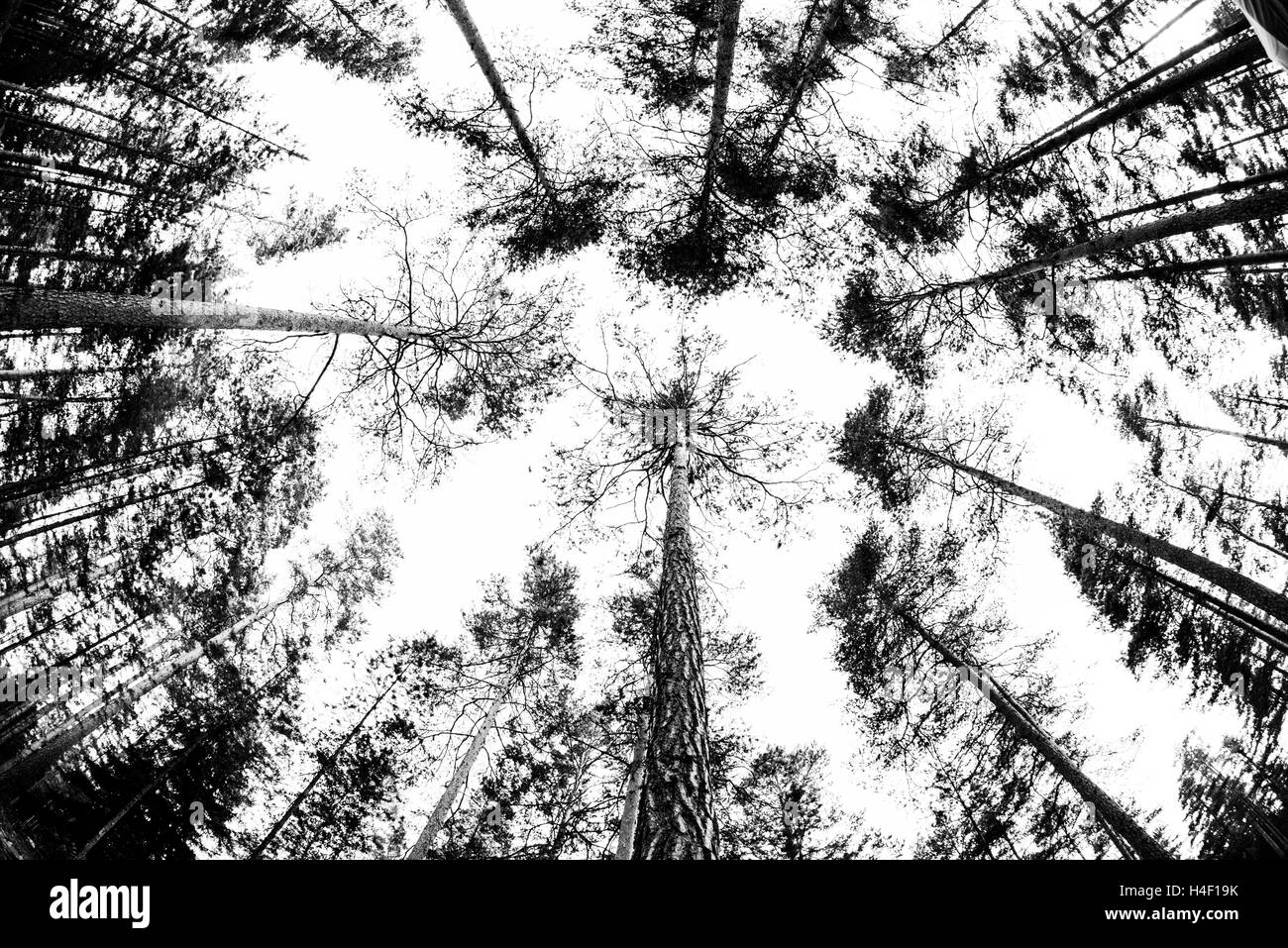 Foresta di Pini alberi Nuuksio National Park, Helsinki, Finlandia Foto Stock