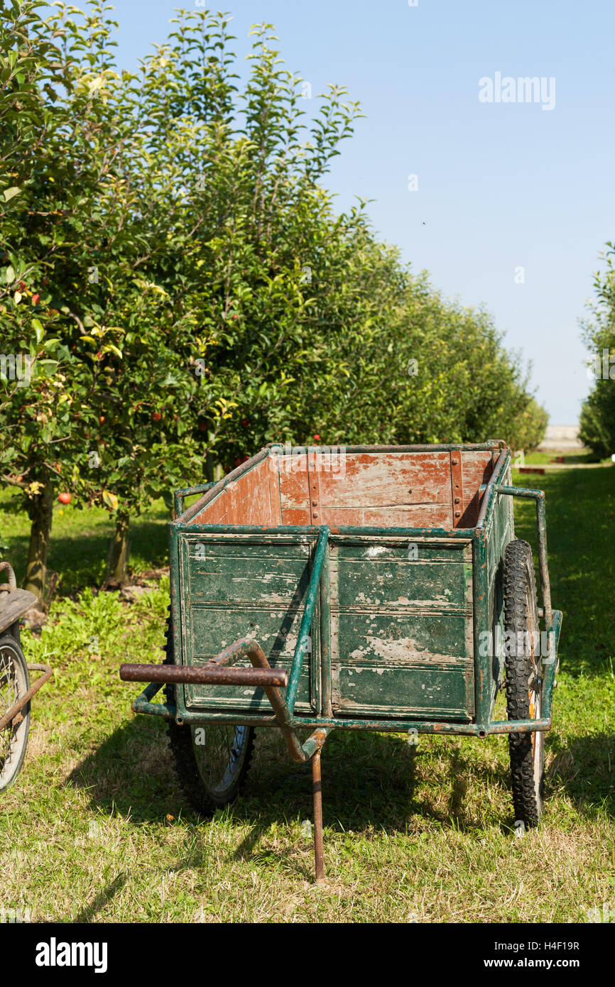 Vecchio carrello per scegliere le mele in un frutteto Foto Stock