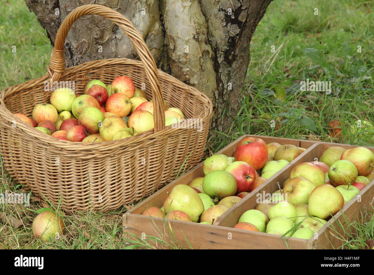 Appena raccolto mele al di sotto di una Bramey's Seedling melo nel patrimonio Inglese frutteto in una bella giornata di ottobre, REGNO UNITO Foto Stock