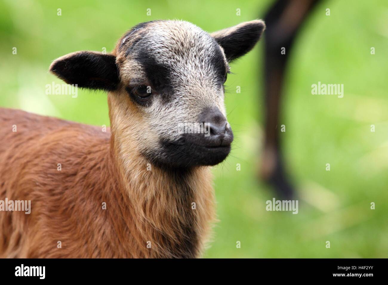 Giovani Camerun pecore, di agnello Foto Stock