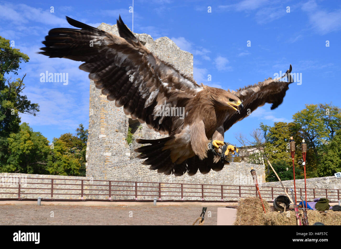 Flying hawk attacco dettagli su sfondo naturale Foto Stock