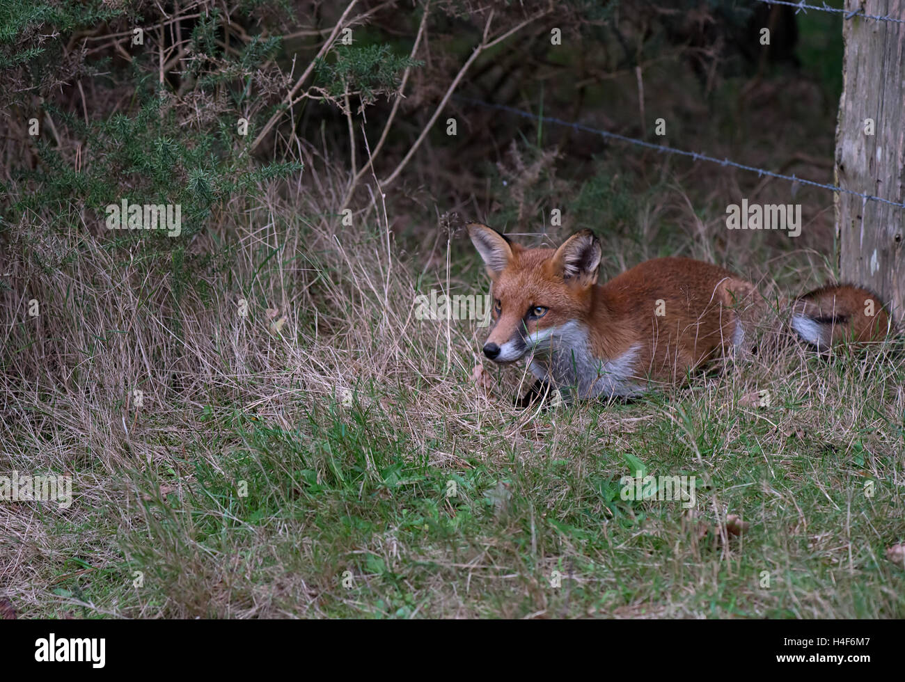 Red Fox-Vulpes vulpes. Regno Unito Foto Stock
