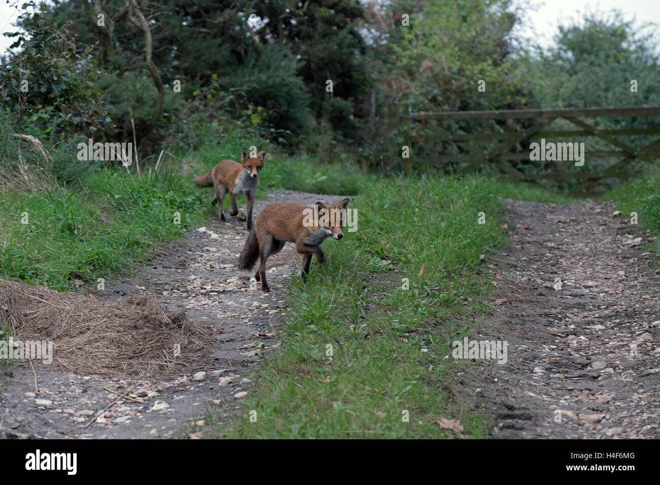 Coppia di Red Foxes-Vulpes vulpes. Regno Unito Foto Stock
