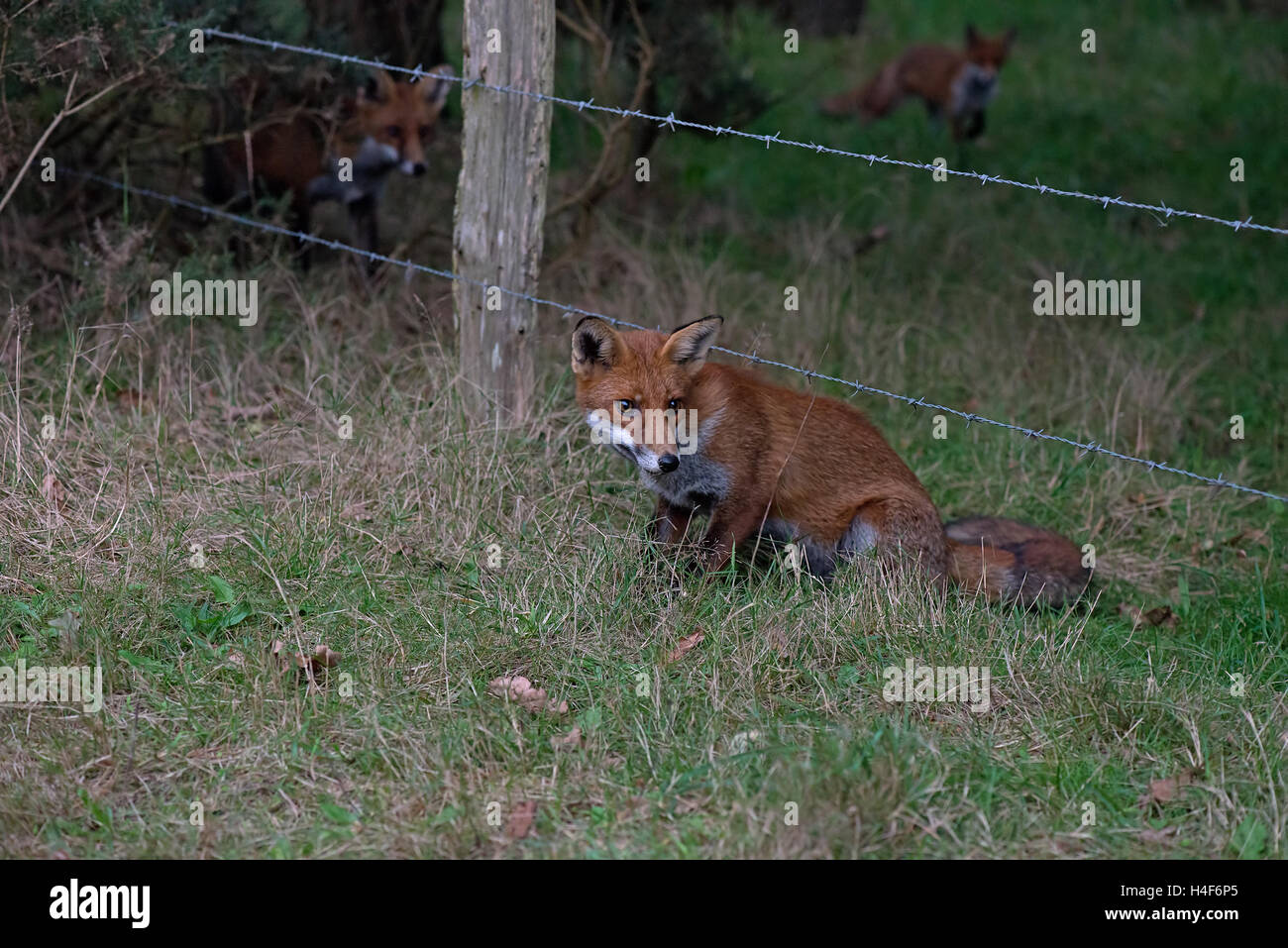 Red Foxes-Vulpes vulpes. Regno Unito Foto Stock