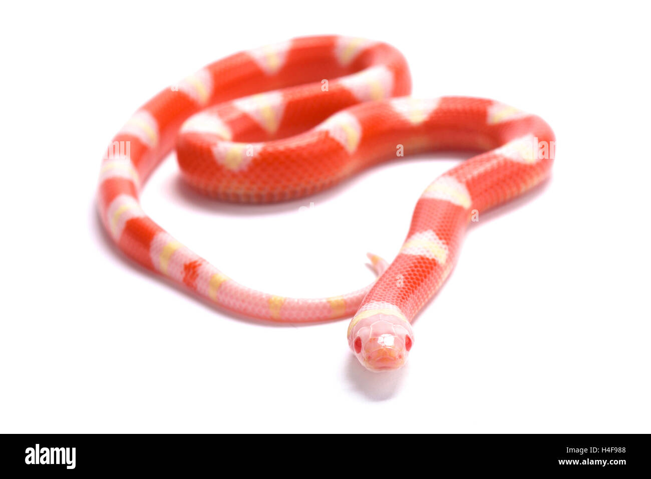 Nelson's milksnake,Lampropeltis triangulum nelsoni,albino Foto Stock