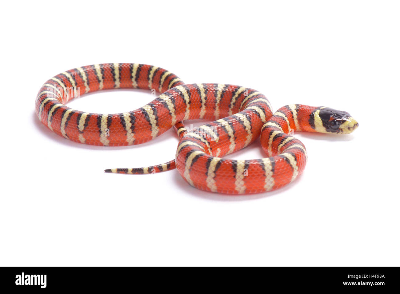 Monte Arizona, Kingsnake Lampropeltis pyromelana pyromelana, Stati Uniti Foto Stock