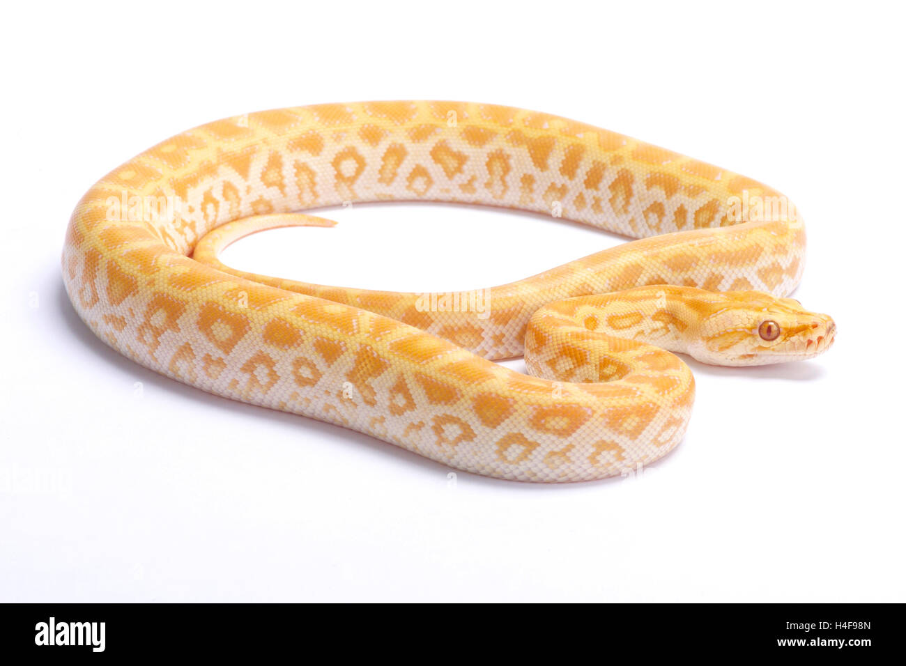 Birmano,Python Python bivittatus,labyrint albino Foto Stock