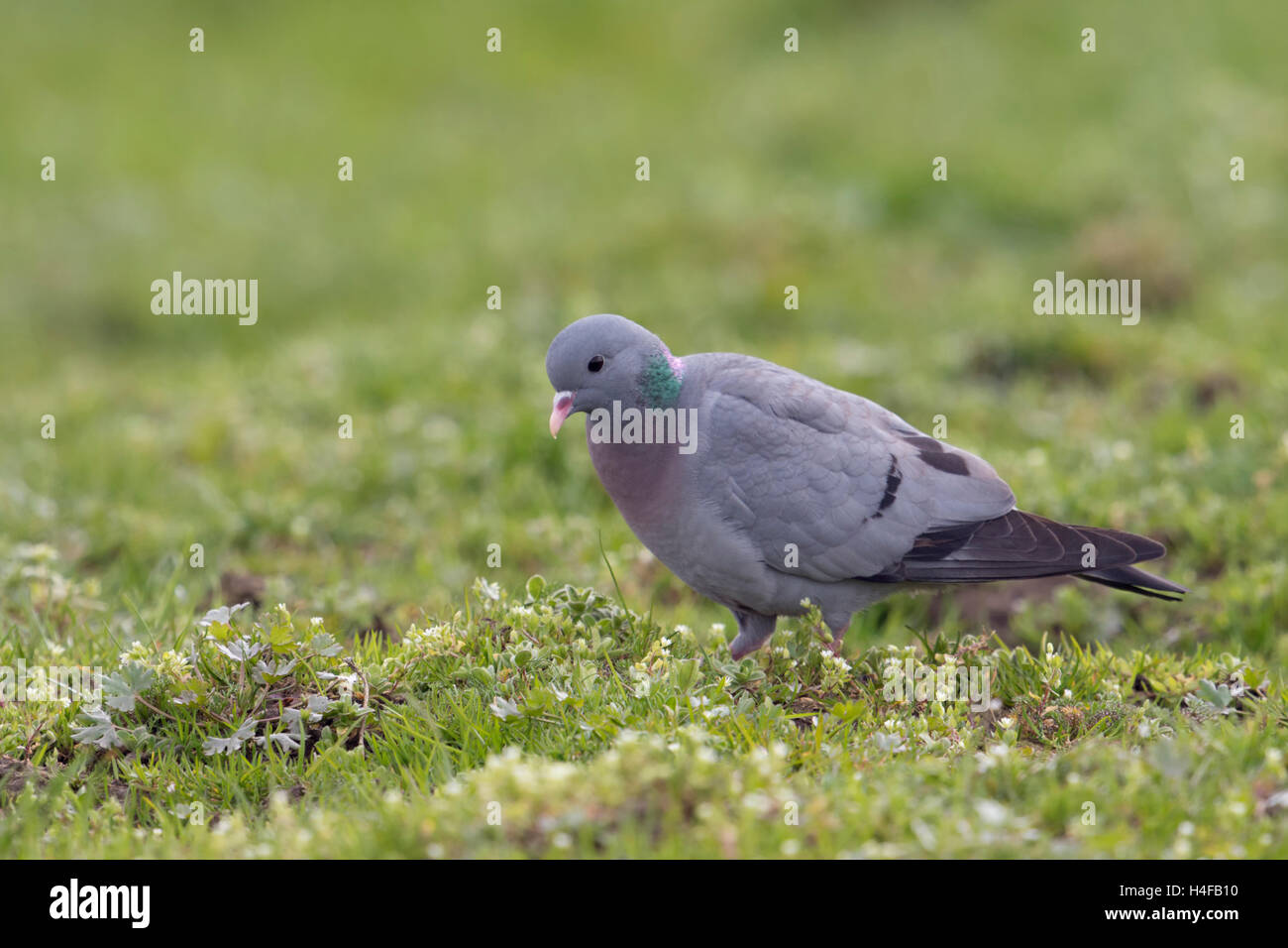 Magazzino Colomba / Hohltaube ( Columba oenas ) alla ricerca di cibo, sui prati, pascoli, specie rare, corpo pieno, vista laterale. Foto Stock