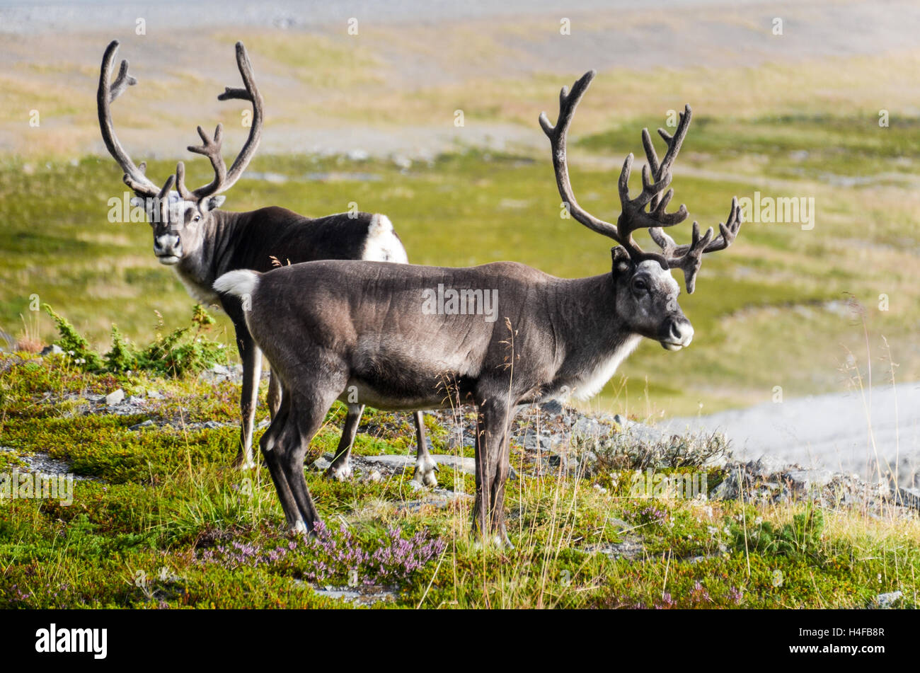 Le renne su Kvaløya nel Finnmark, Norvegia Foto Stock