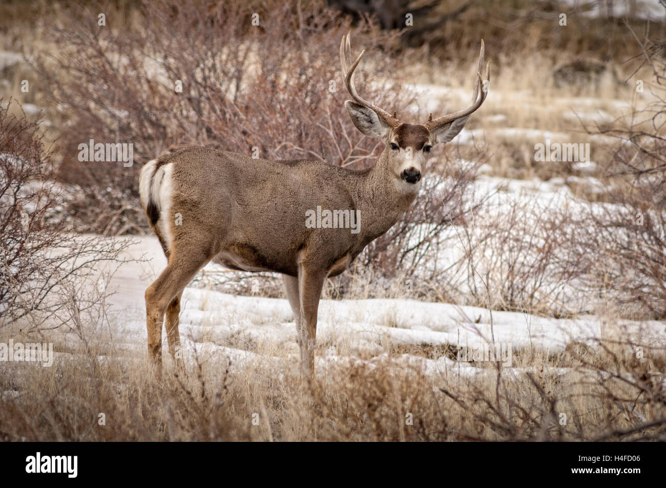 Mule Deer buck, Tule Lake National Wildlife Refuge, California settentrionale. Foto Stock