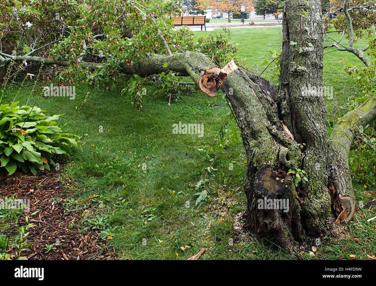 Struttura ad albero viene soffiata dal vento di un tornado Foto Stock