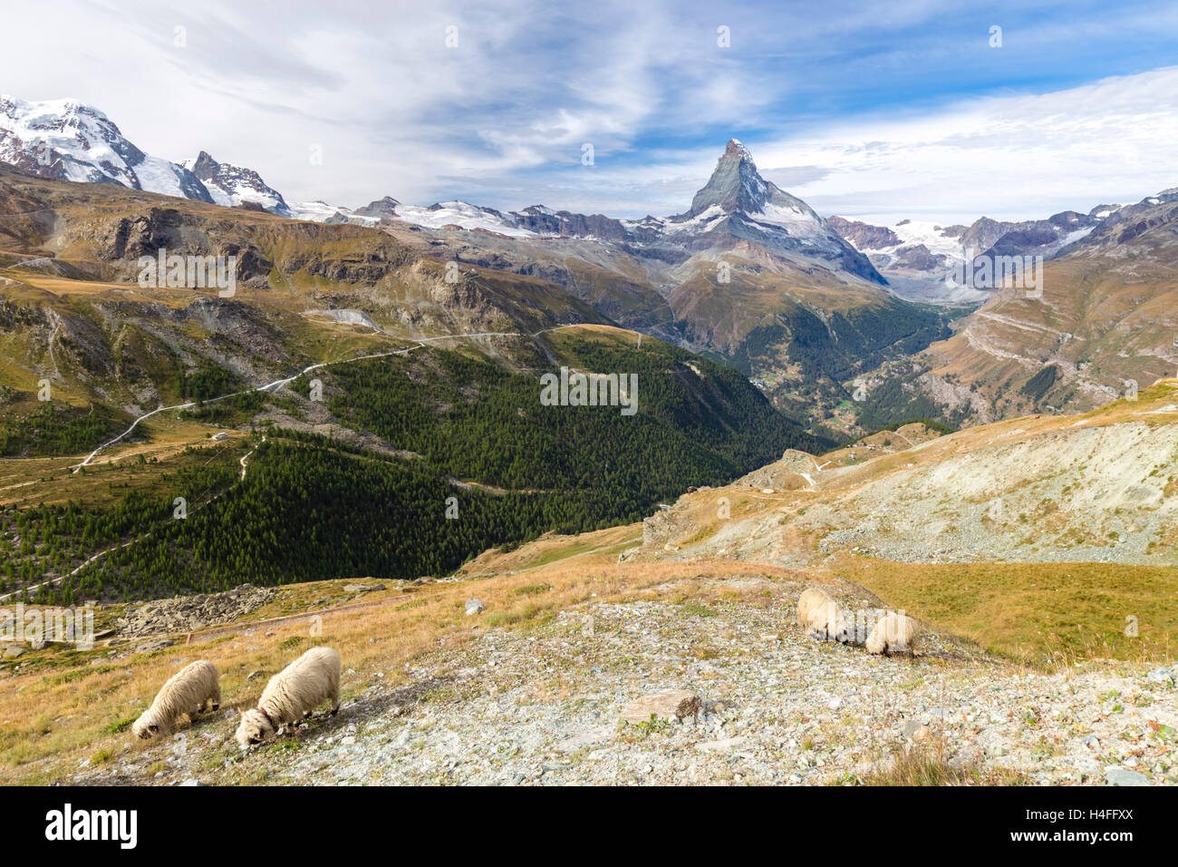 Le pecore al pascolo nella parte anteriore del Cervino, Zermatt, Svizzera. Foto Stock