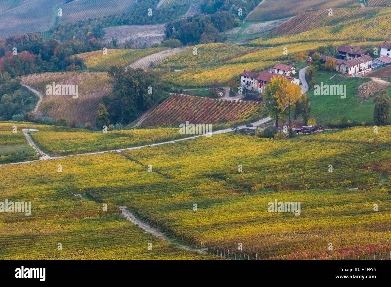 La Morra vigneti, Langhe, Distretto di Cuneo, Piemonte, Italia. Foto Stock