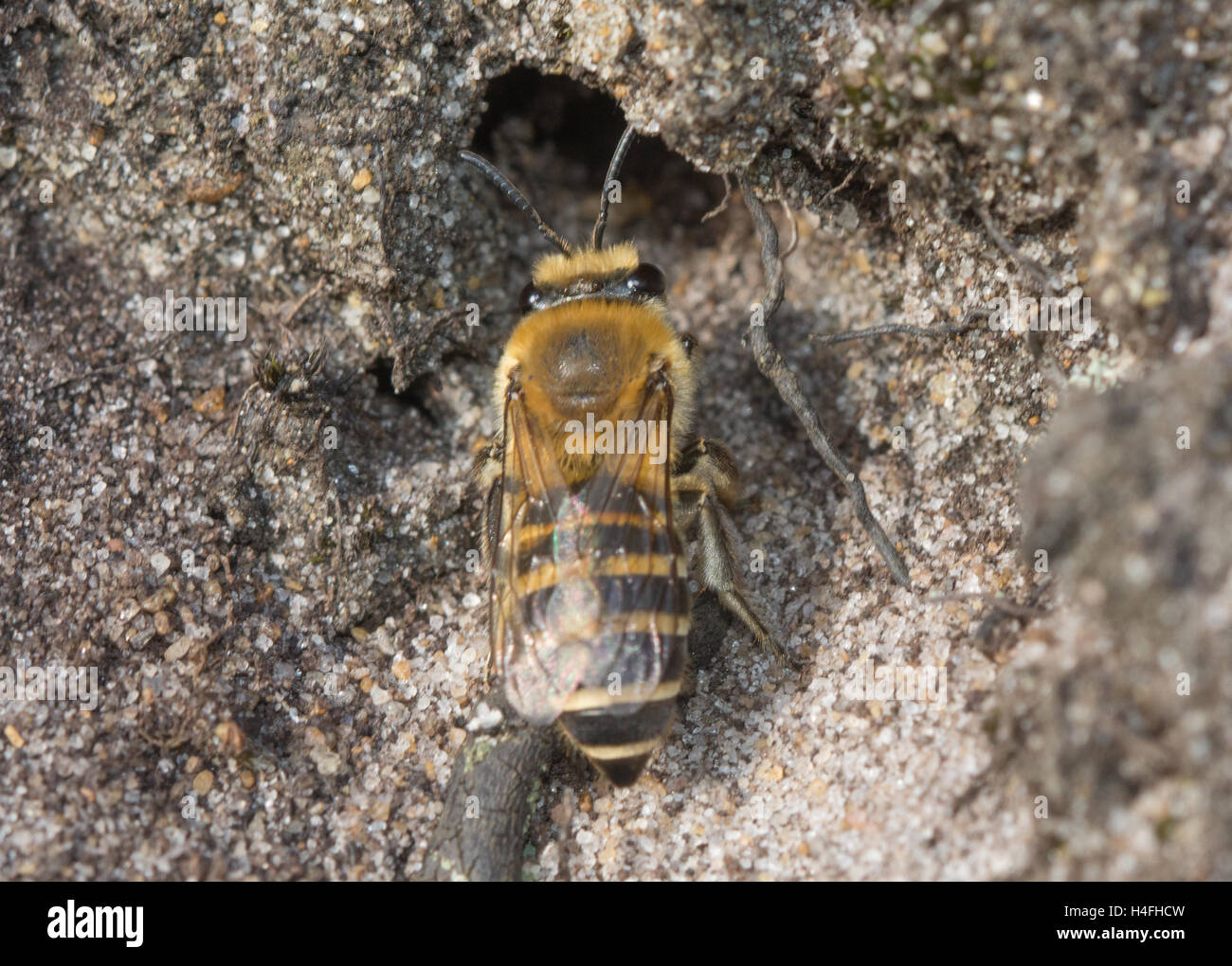 Giallo-zampe ape data mining (Andrena flavipes) e scavano nel banco di sabbia nel Surrey brughiera sito in Inghilterra Foto Stock