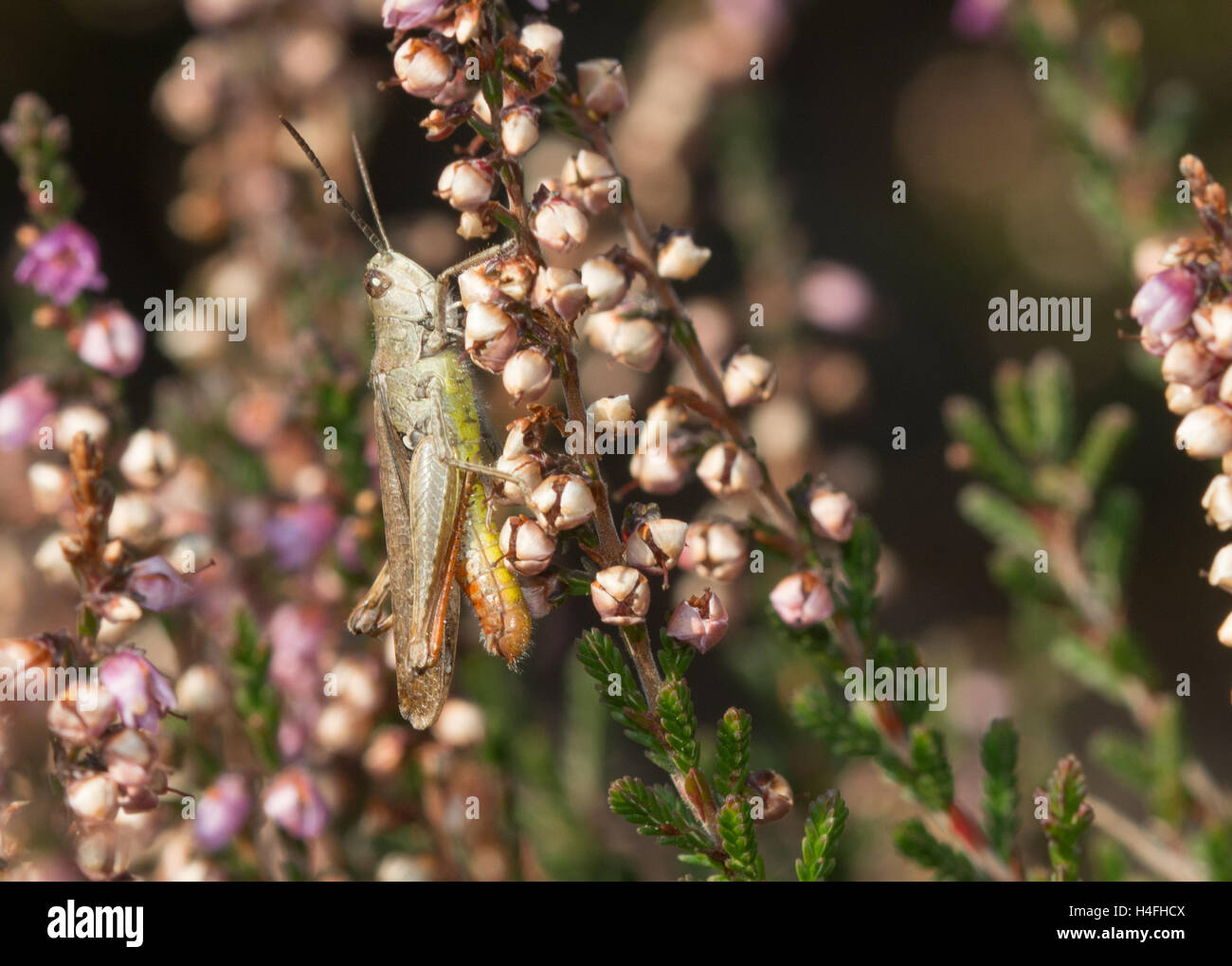 Grasshopper su ling heather fiori in Surrey brughiera di habitat in Inghilterra Foto Stock