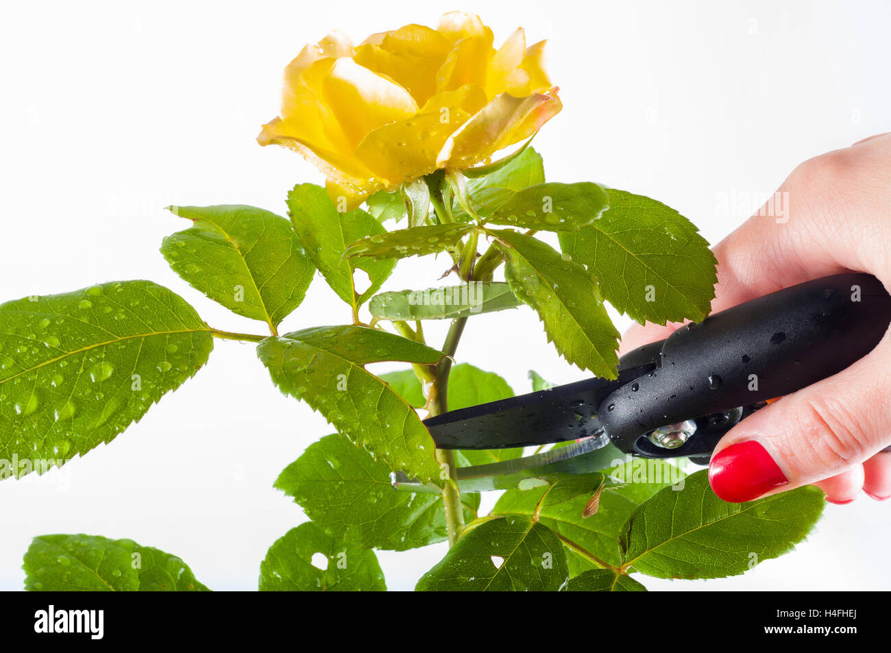 Il taglio di un giallo rose Foto Stock