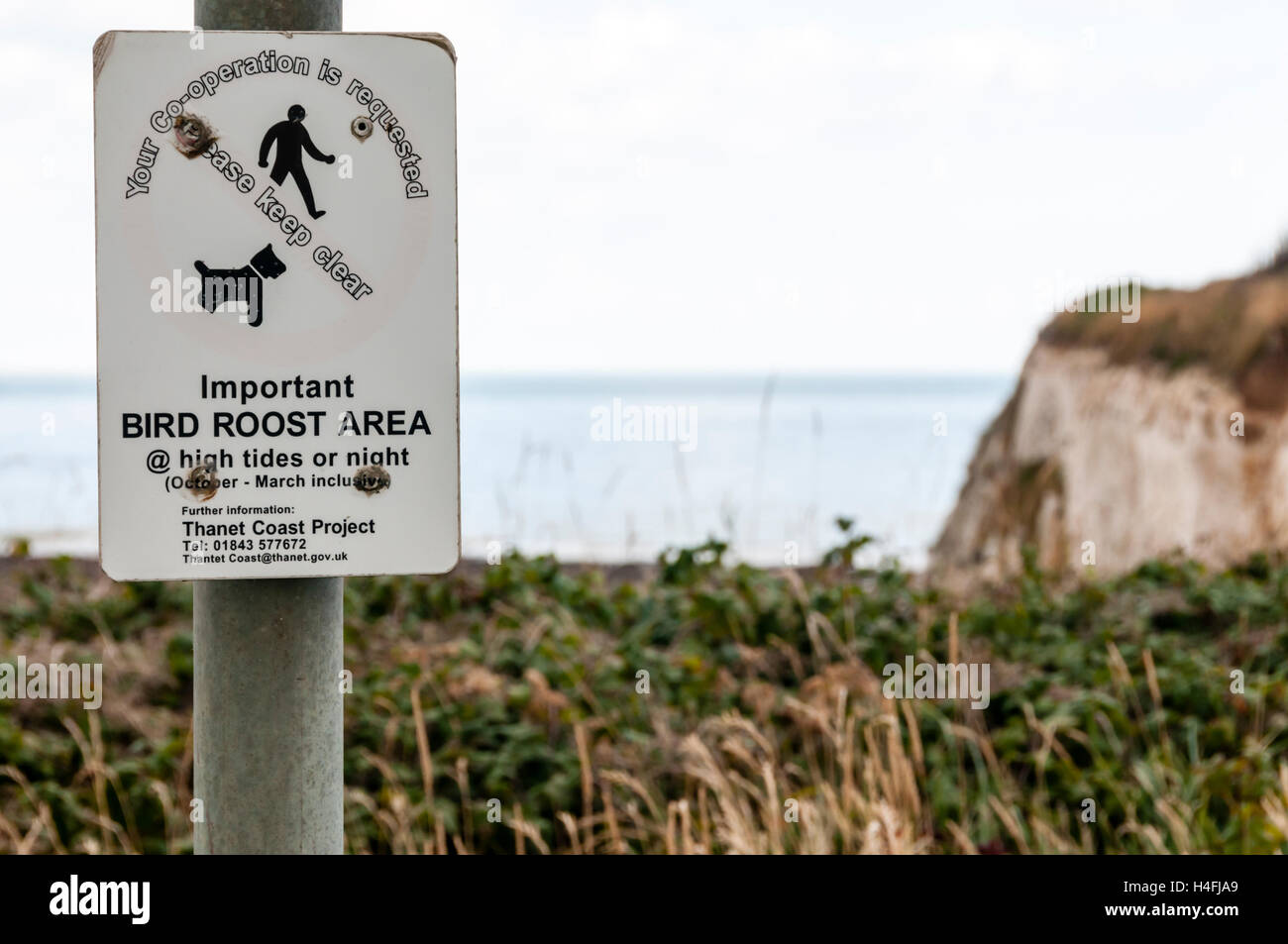 Segno di avvertimento di un uccello Roost Area sulla scogliera a Botany Bay a nord Foreland, Kent Foto Stock