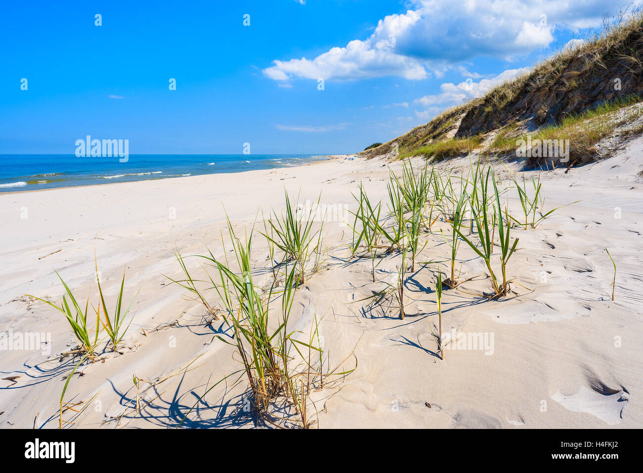 Erba verde sulla duna di sabbia sulla bella spiaggia di Bialogora villaggio costiero, Mar Baltico, Polonia Foto Stock