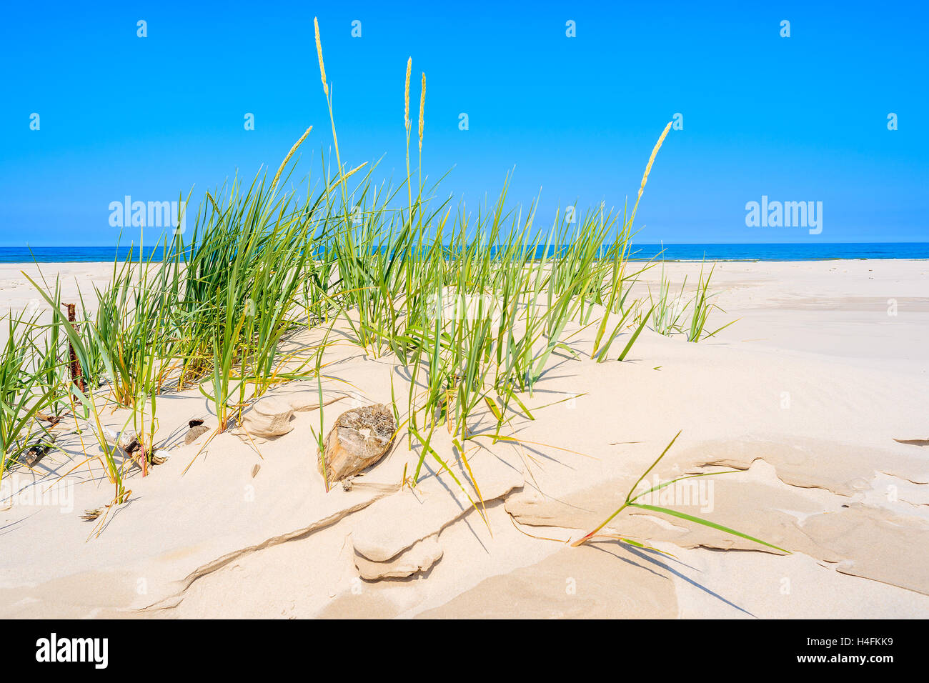 Erba verde sulla duna di sabbia sulla bella spiaggia di Bialogora villaggio costiero, Mar Baltico, Polonia Foto Stock