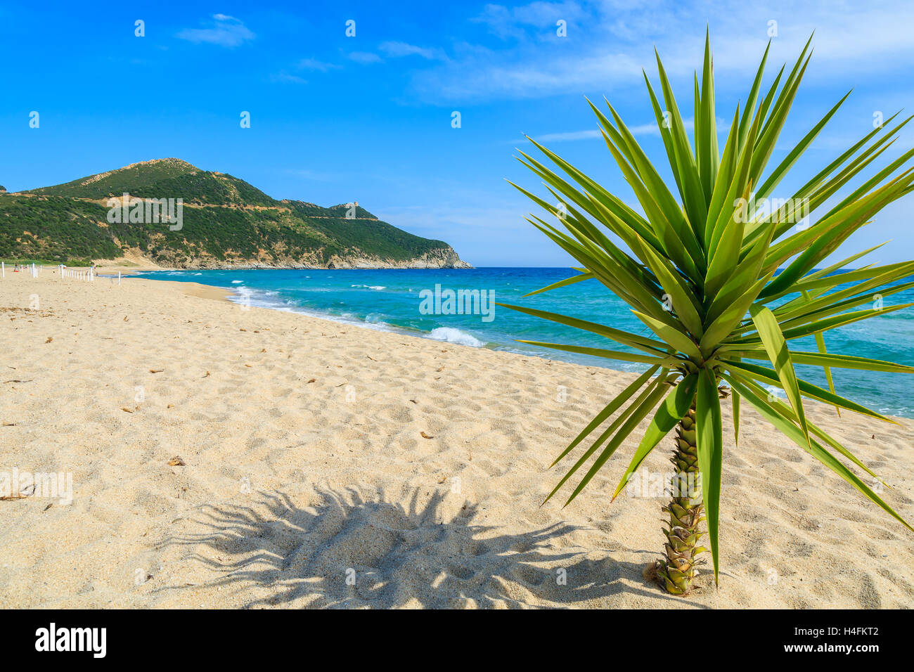 Piccolo verde Palm tree sulla sabbia e la vista del mare blu, Capo Boi spiaggia, l'isola di Sardegna, Italia Foto Stock