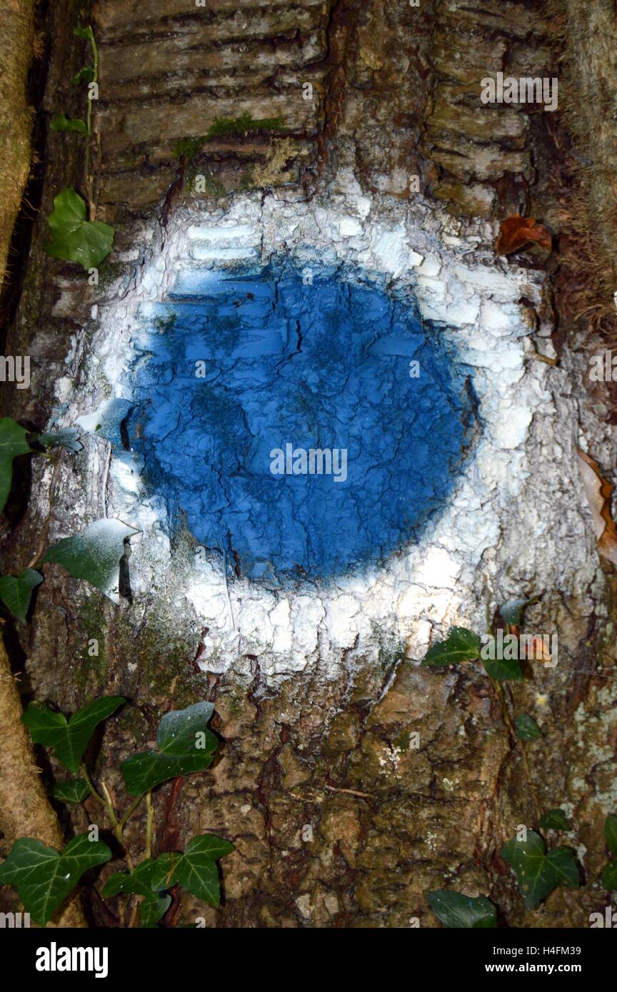 Il blu e il cerchio bianco vernici su un tronco di albero. Foto Stock