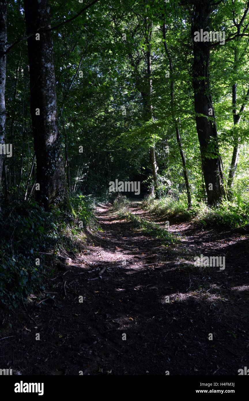 Sassoso sentiero nel bosco un giorno d'estate. Foto Stock